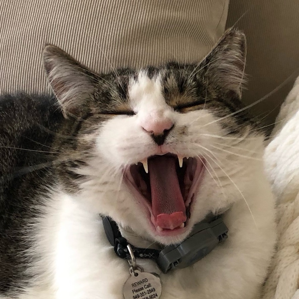 Meet your Posher, Flavia